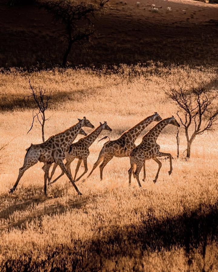 Bagatelle Kalahari Game Ranch Villa Hardap Exterior foto